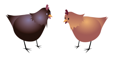 Eggs iting poules